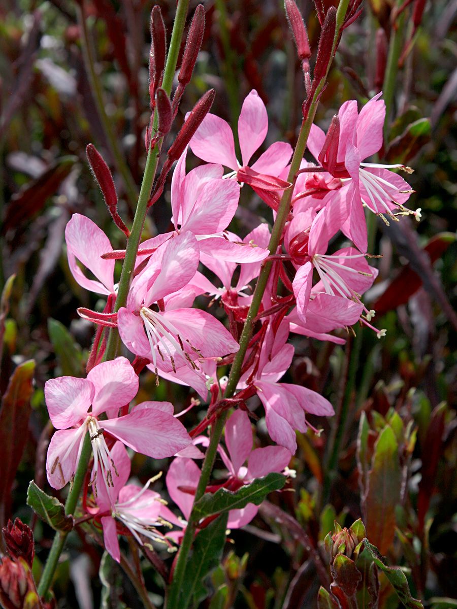 Prachtkerze Pink Dwarf