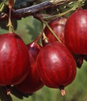 Hinnonmäki rot Stachelbeere (anspruchslos)