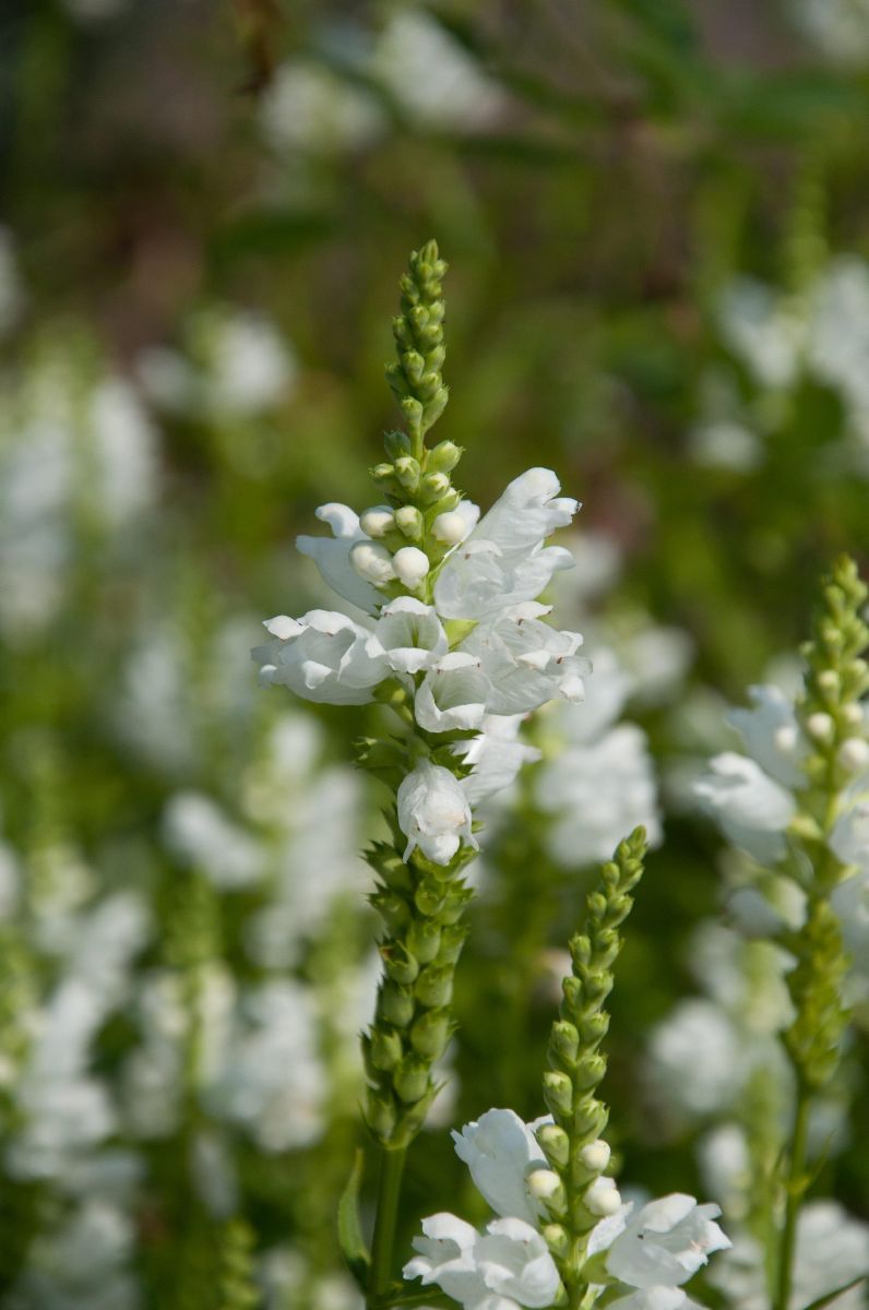 Gelenkblume, Etagenerika Summer Snow