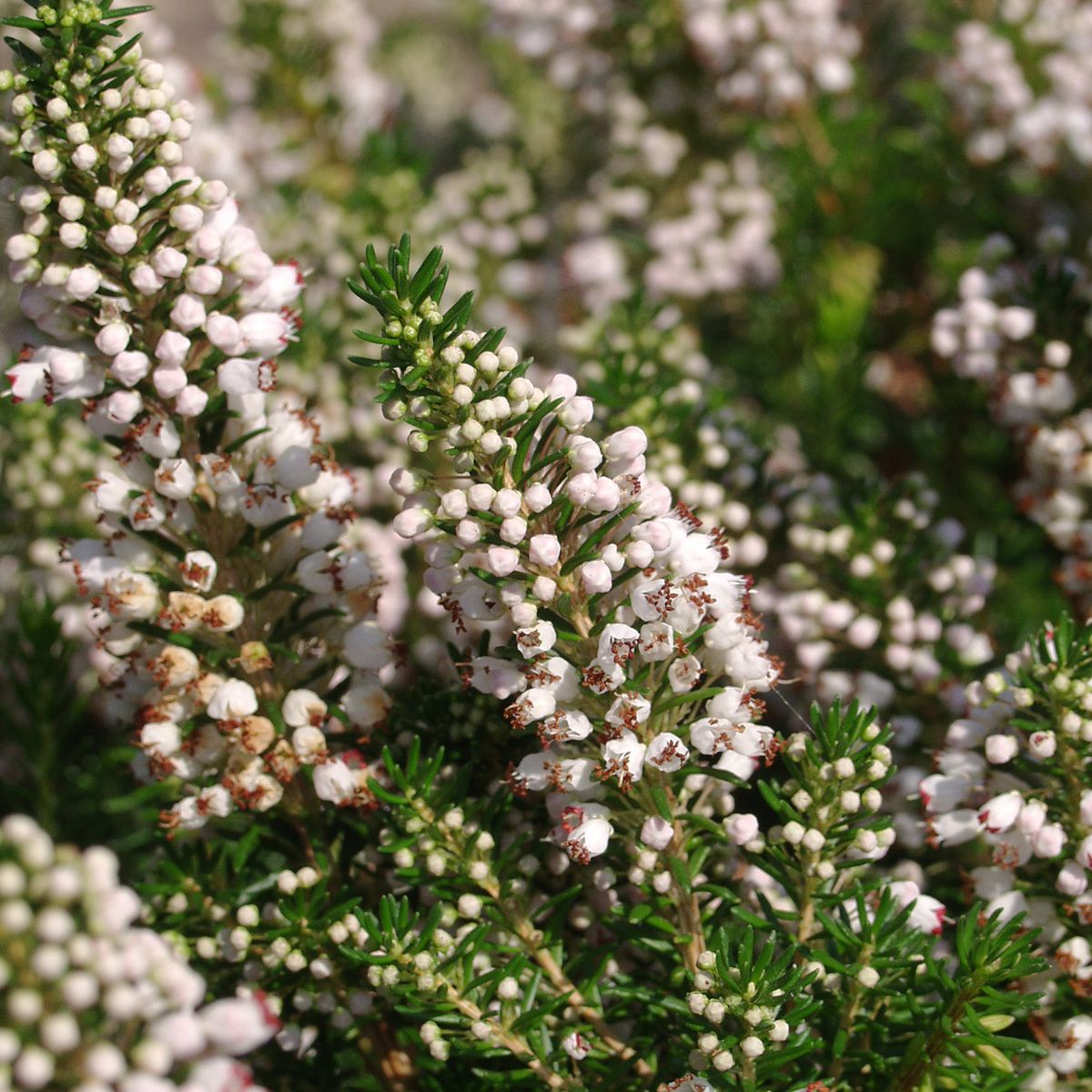 Cornwallheide Lyonesse