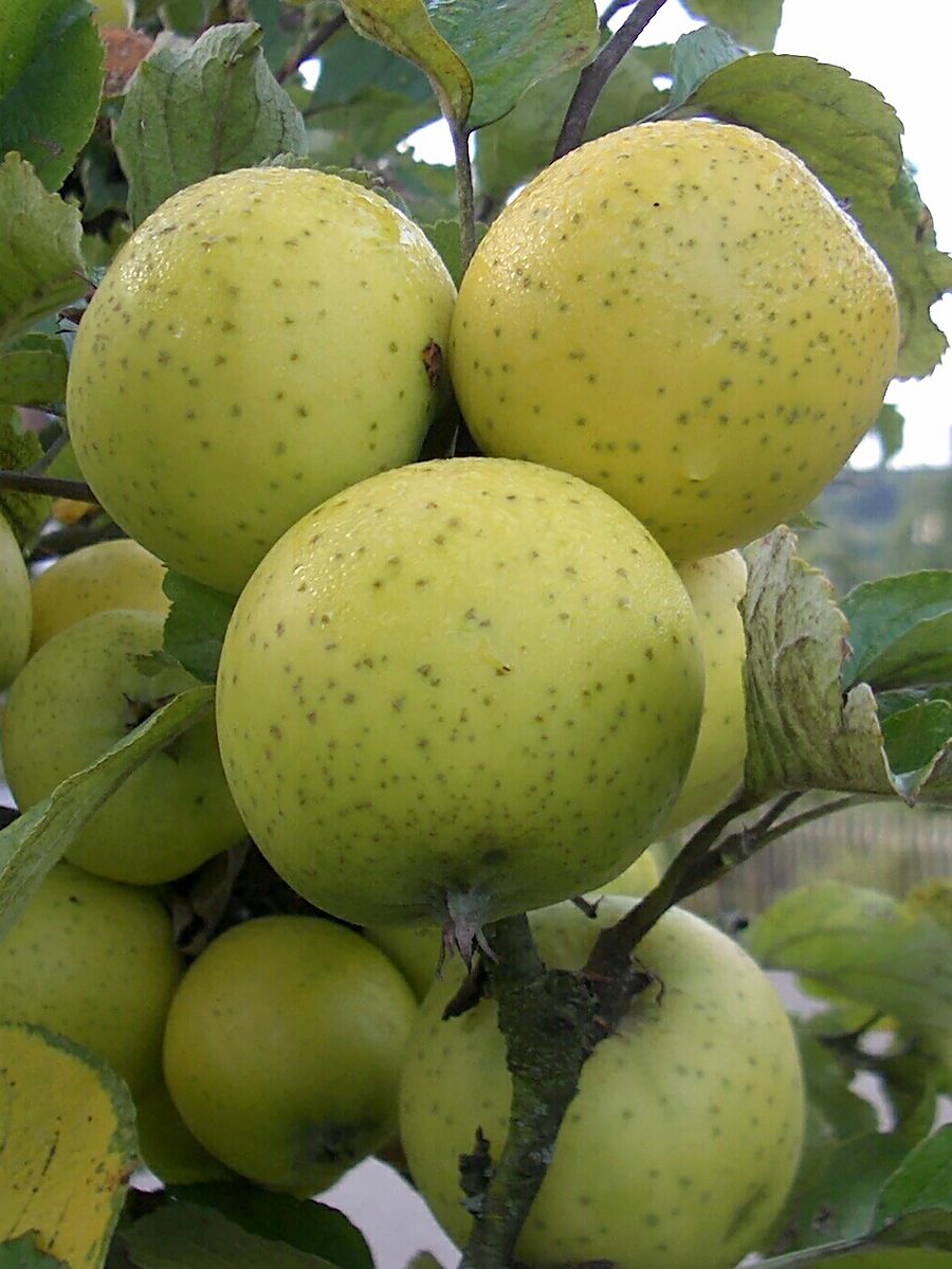 Ananas Reinette Apfel