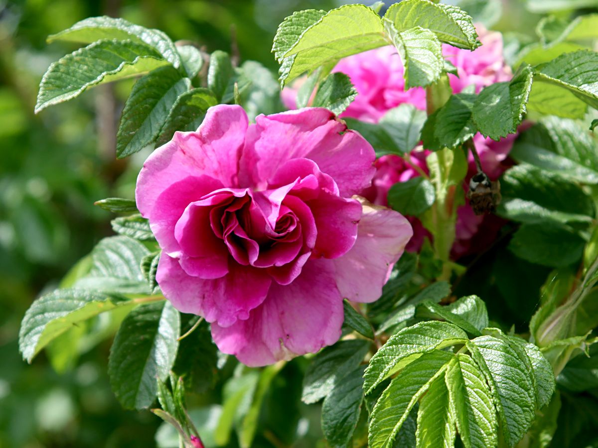 Hansa Strauchrose/Historische Rose (anspruchslos, sehr starker Duft, Hagebutten)