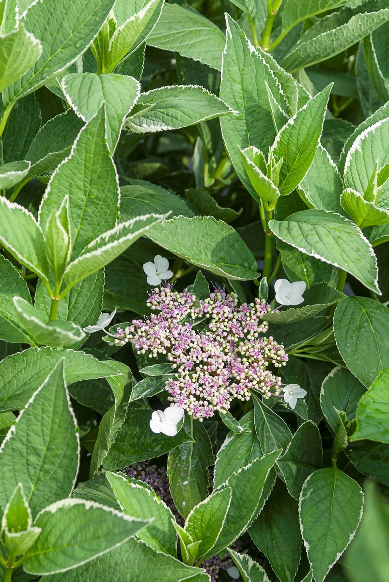 Gartenhortensie Tricolor