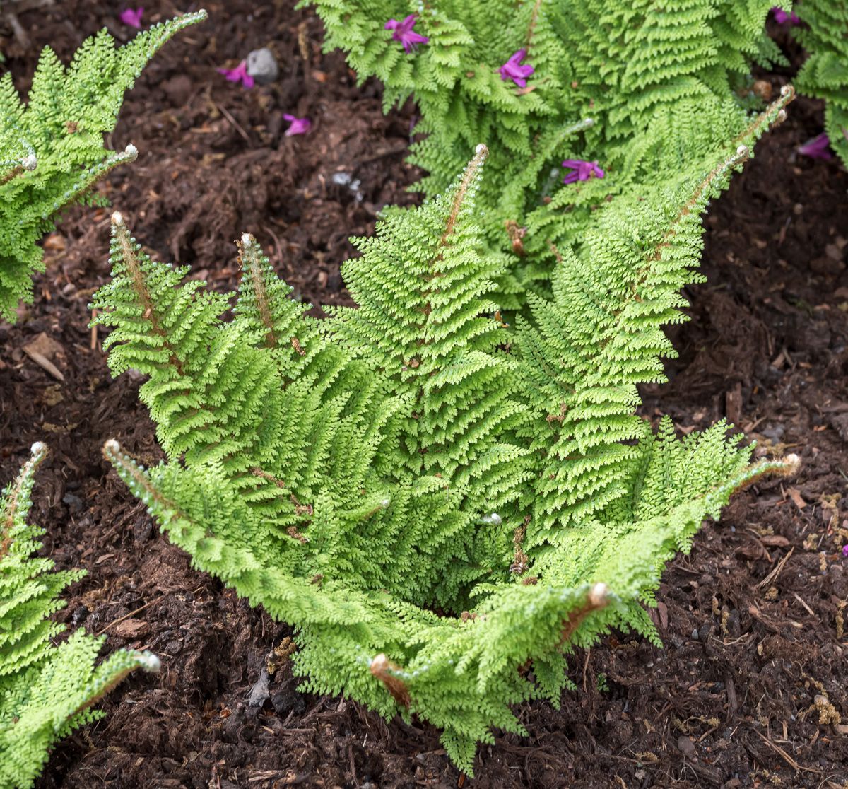 Flaumfederschildfarn Plumoso-densum