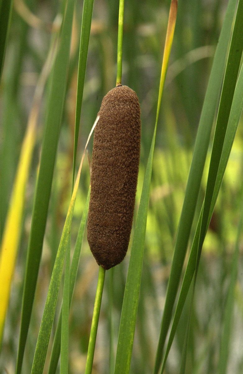 Schmalblättriger Rohrkolben