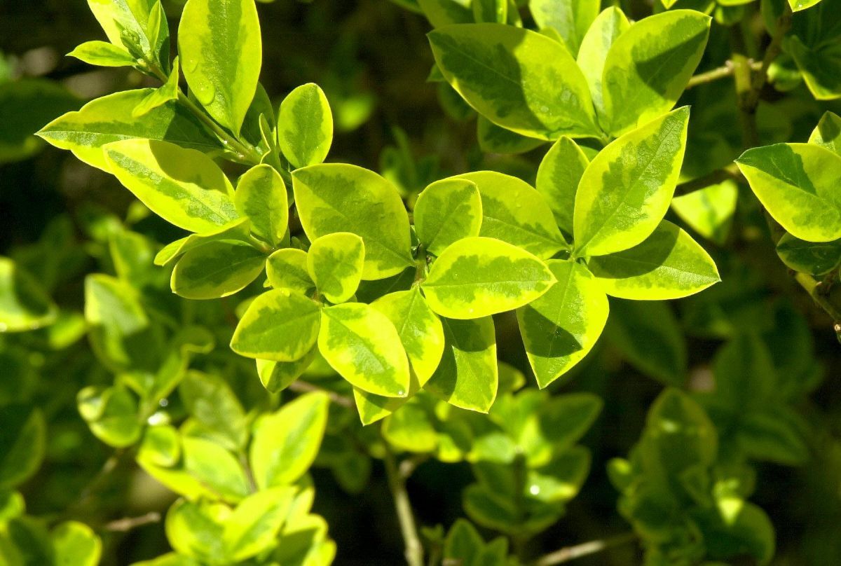 Goldliguster Aureum