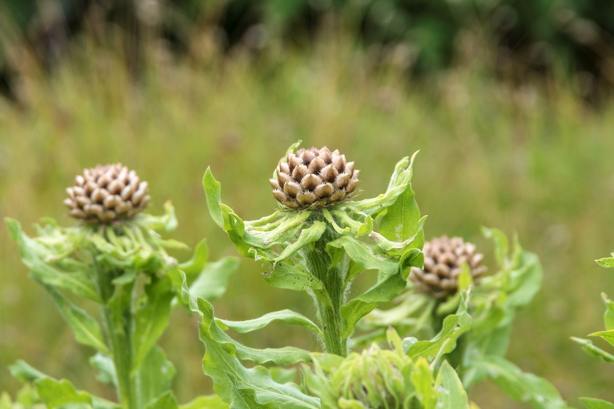 Riesenflockenblume