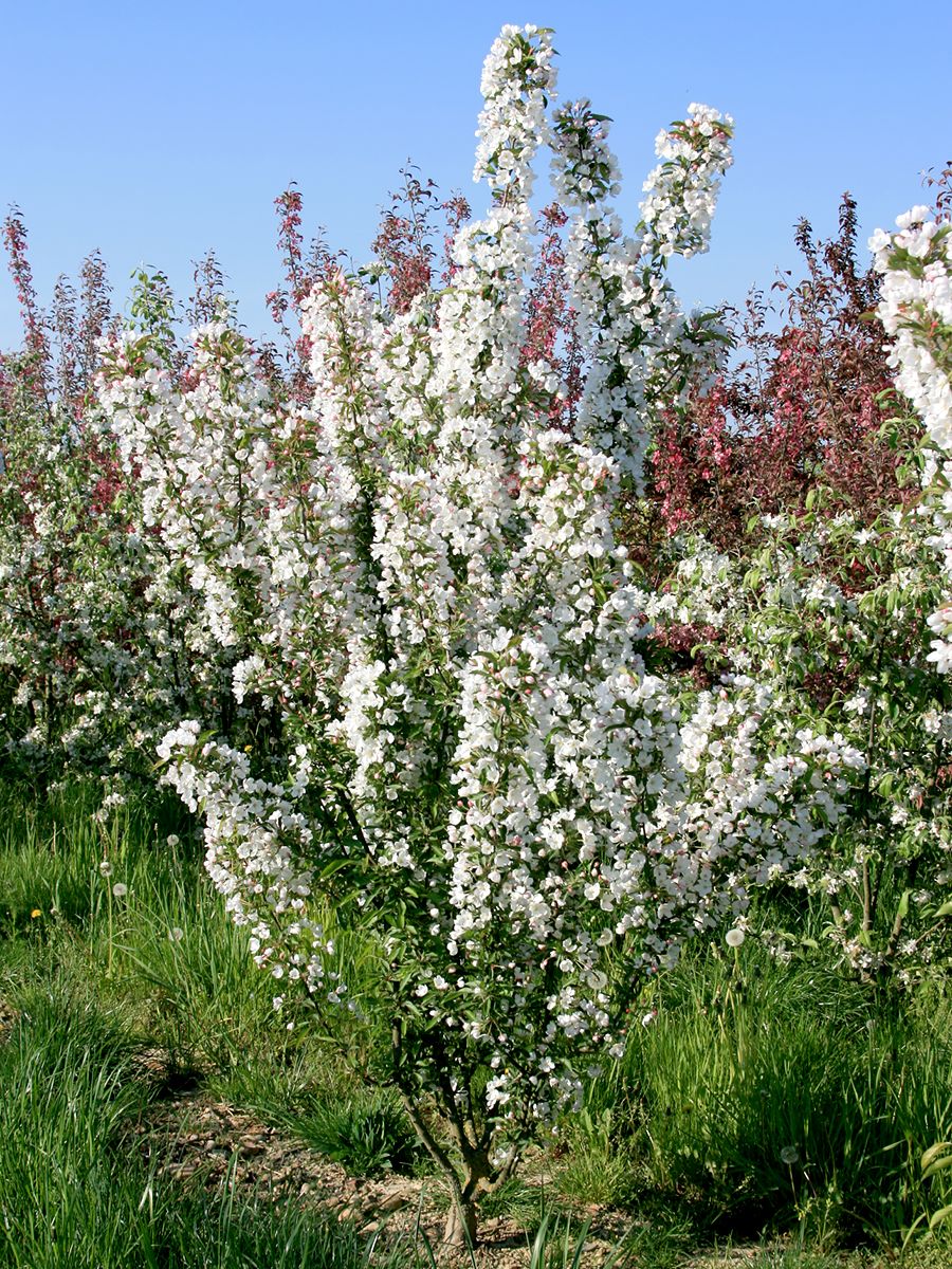 Zierapfel Adirondack