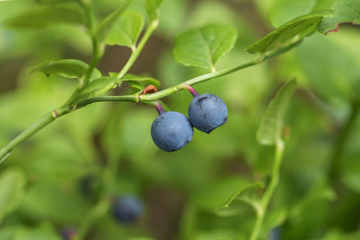 Waldheidelbeere