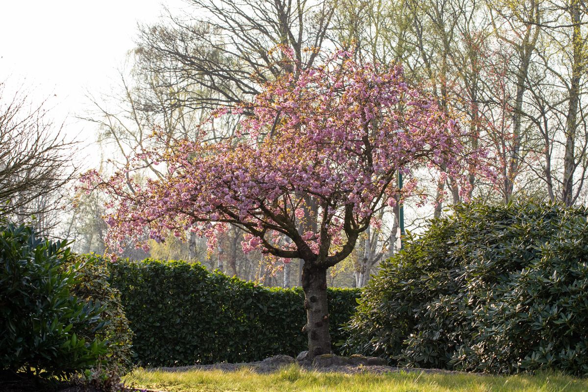 Japanische Zierkirsche Kanzan