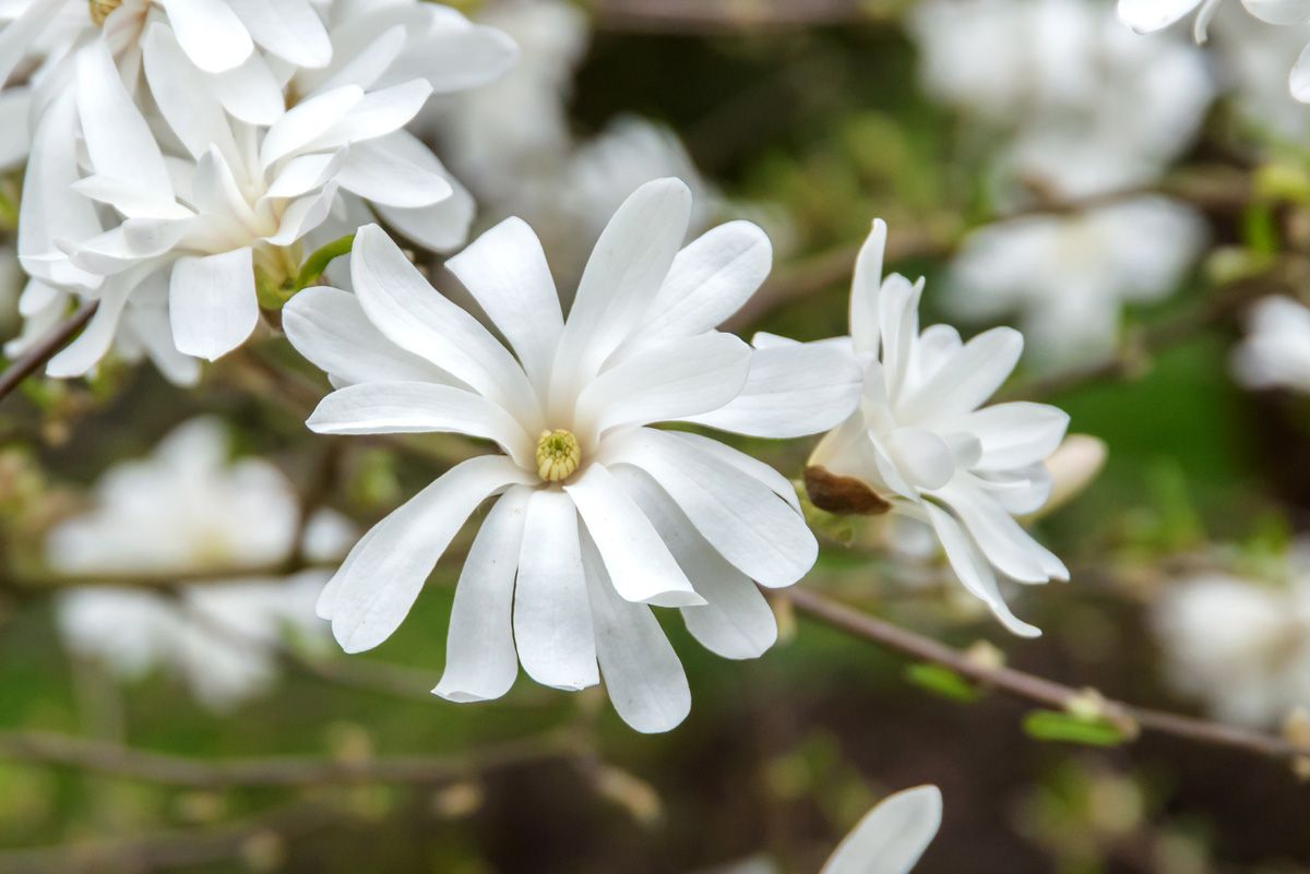 Sternmagnolie Royal Star