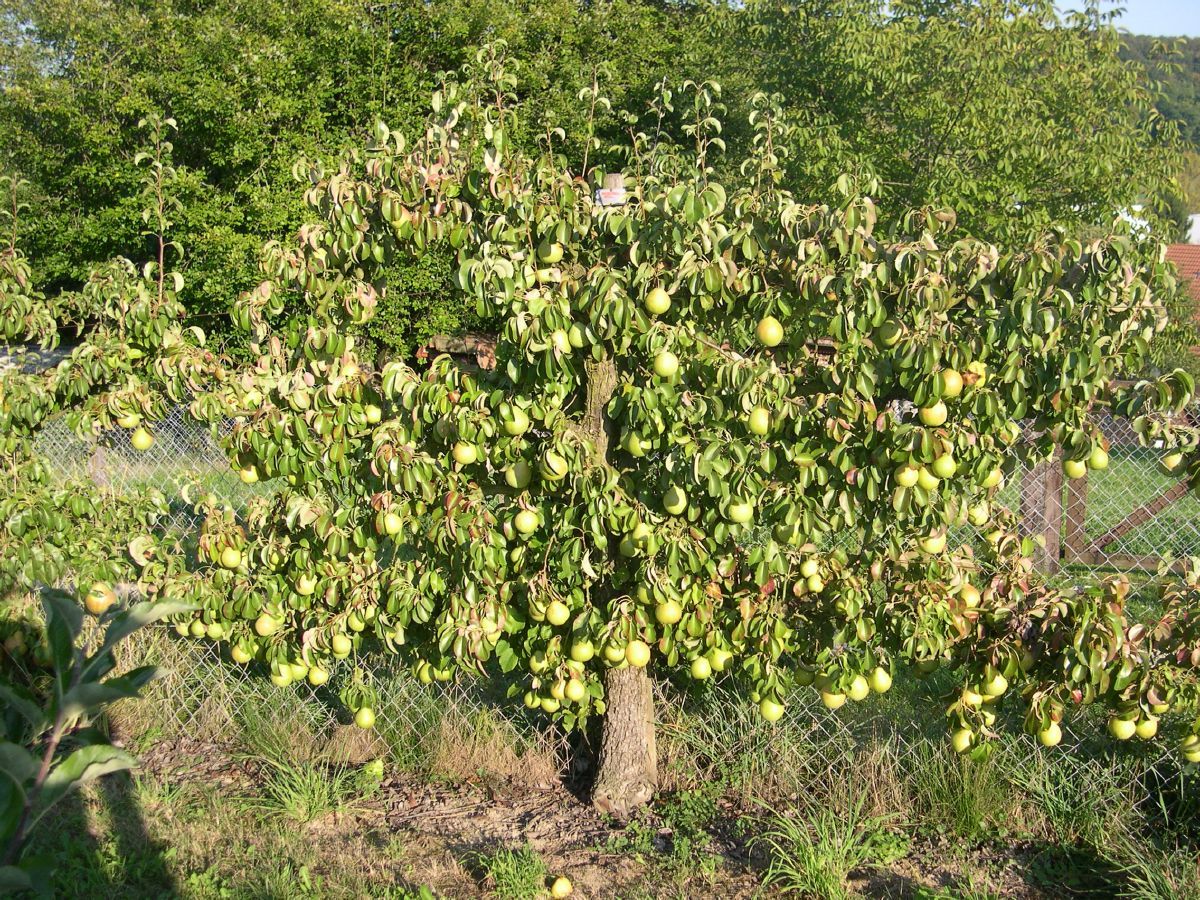 Schmelzende von Thirriot Birne