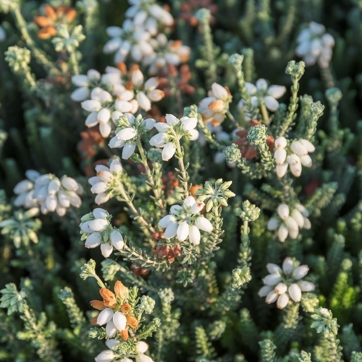 Glockenheide Alba Mollis