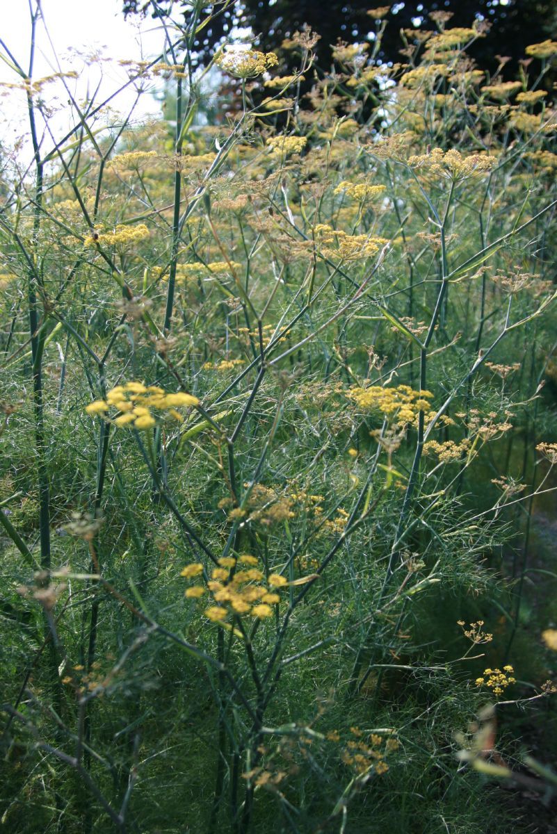 Gewürzfenchel