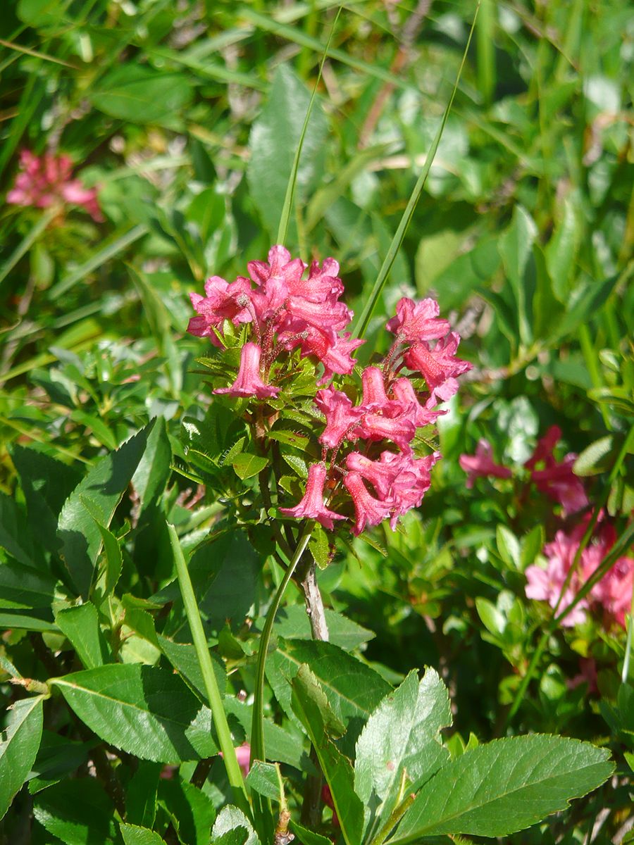 Alpenrose, Steinrose