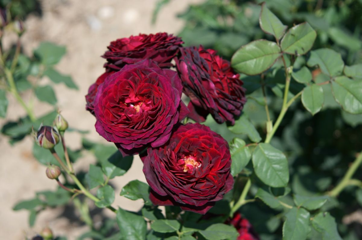 Gräfin von Hardenberg® Romantische Rose (Strauchrose, sehr starker Duft)