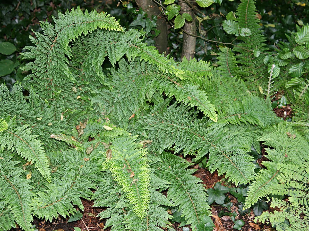 Flaumfederschildfarn Plumoso-densum