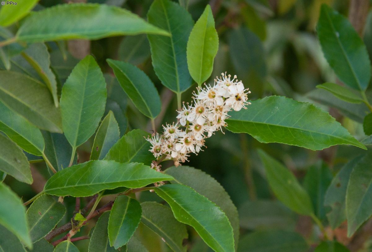 Portugiesische Lorbeerkirsche Angustifolia