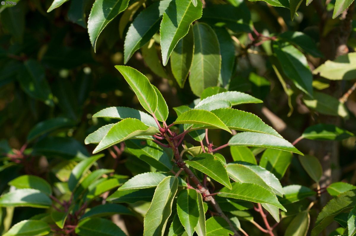 Portugiesische Lorbeerkirsche Angustifolia