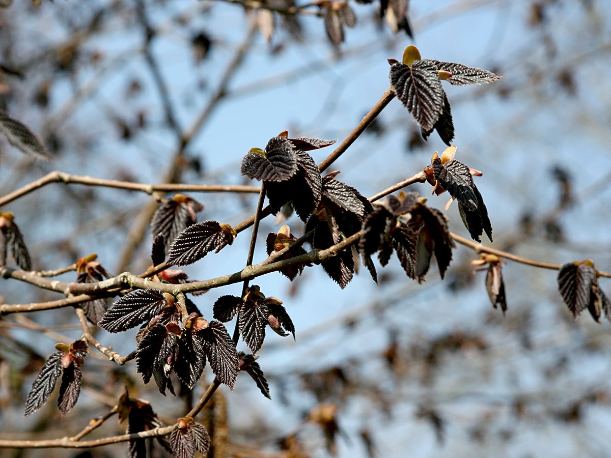 Bluthasel Purpurea