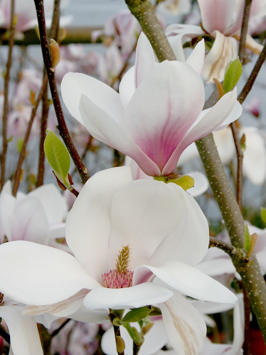 Tulpenmagnolie