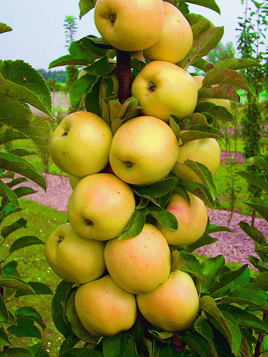 Säulenapfel Lambada®