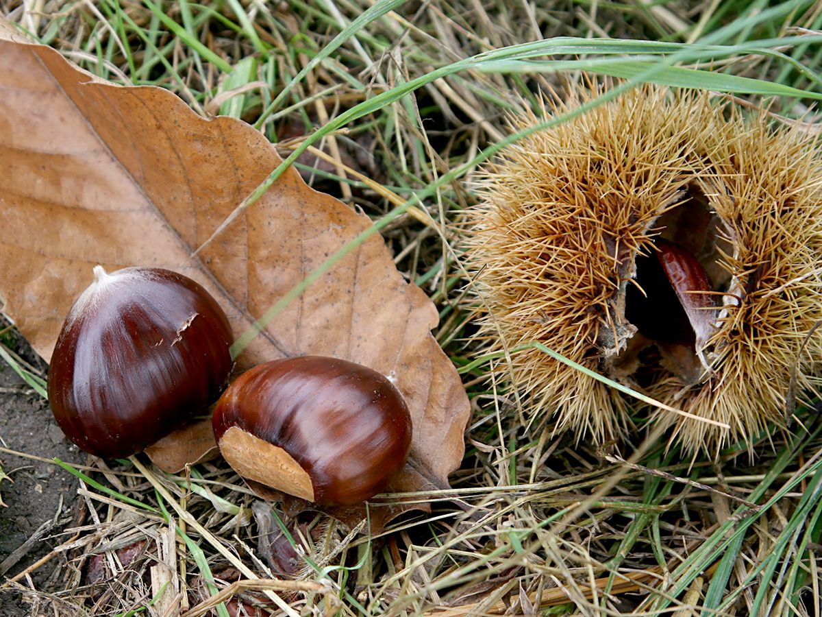 Bouche de Betizac Esskastanie, Marroni (anspruchslos, veredelt)