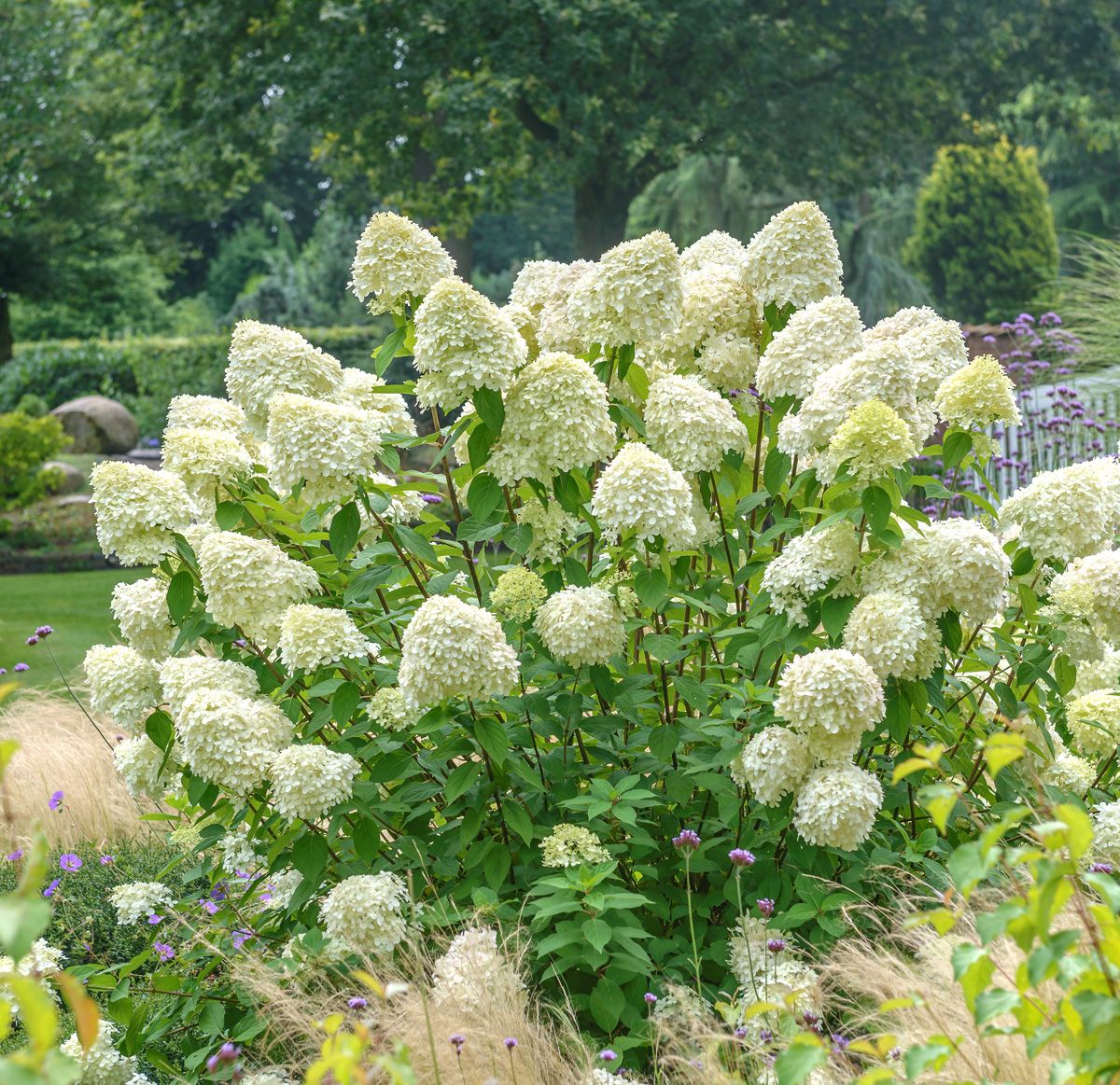 Rispenhortensie Limelight(S)