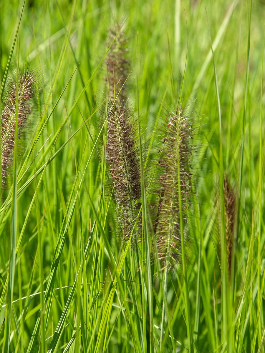 Federborstengras Red Head