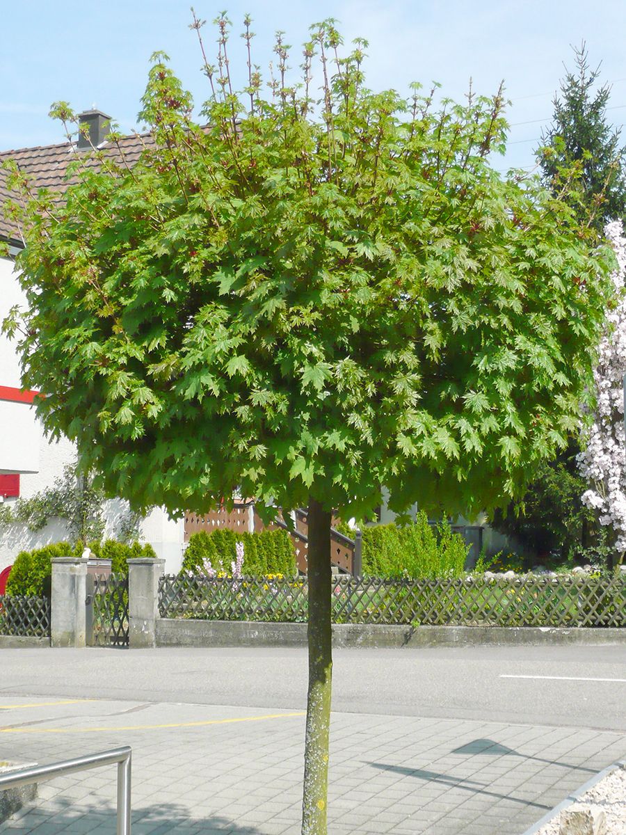 Kugelahorn Globosum