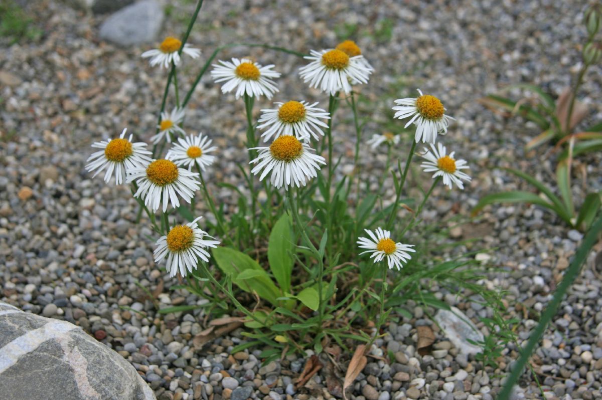 Alpenaster, Frühlingsaster Albus