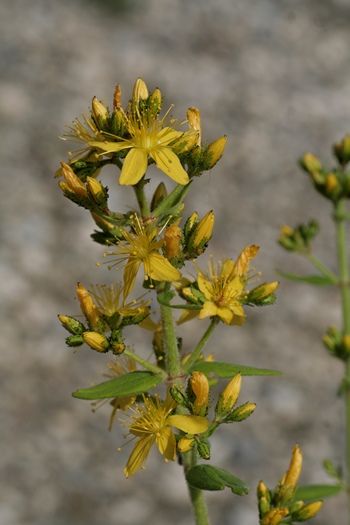 Behaartes Johannniskraut