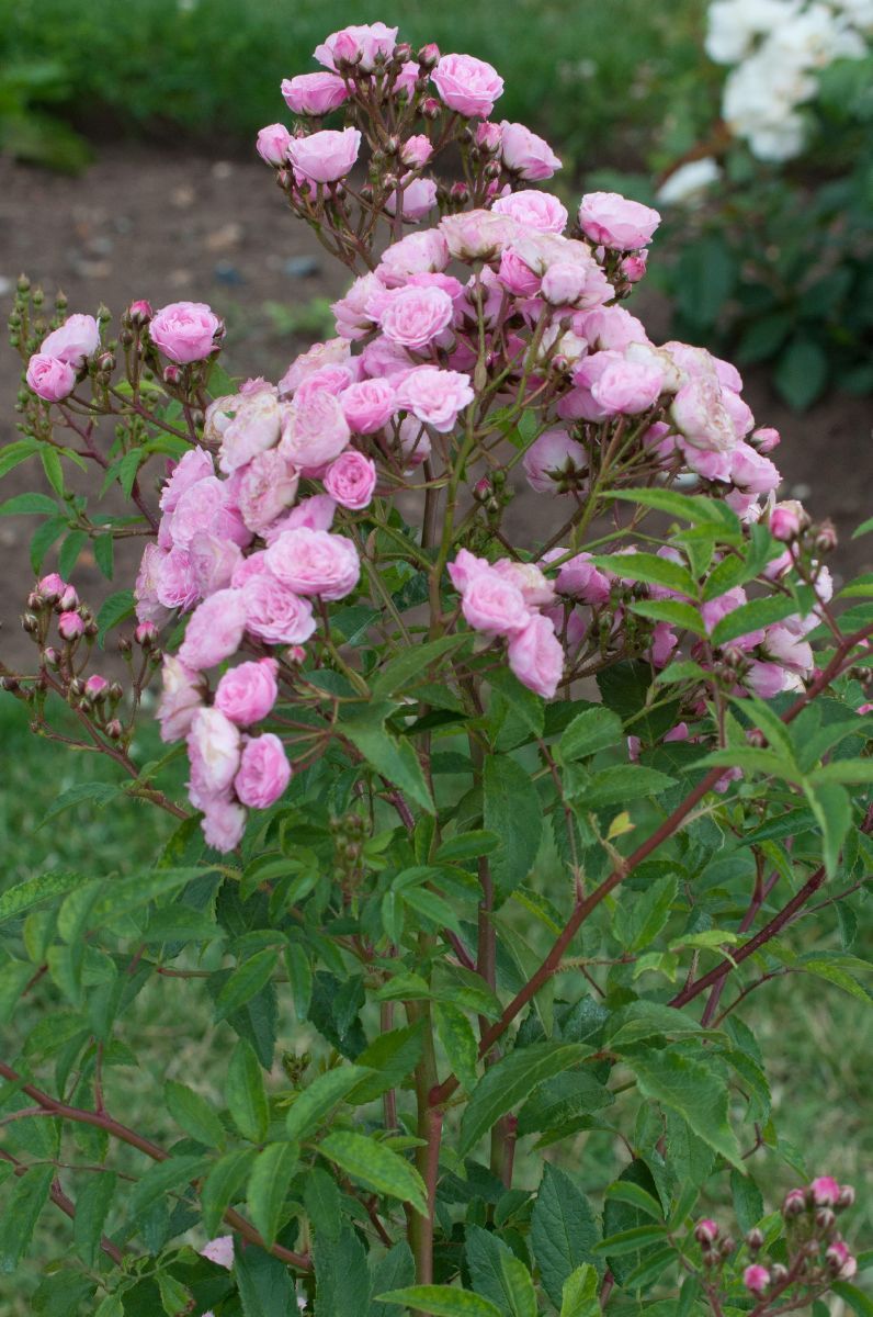 Heavenly Pink Strauchrose