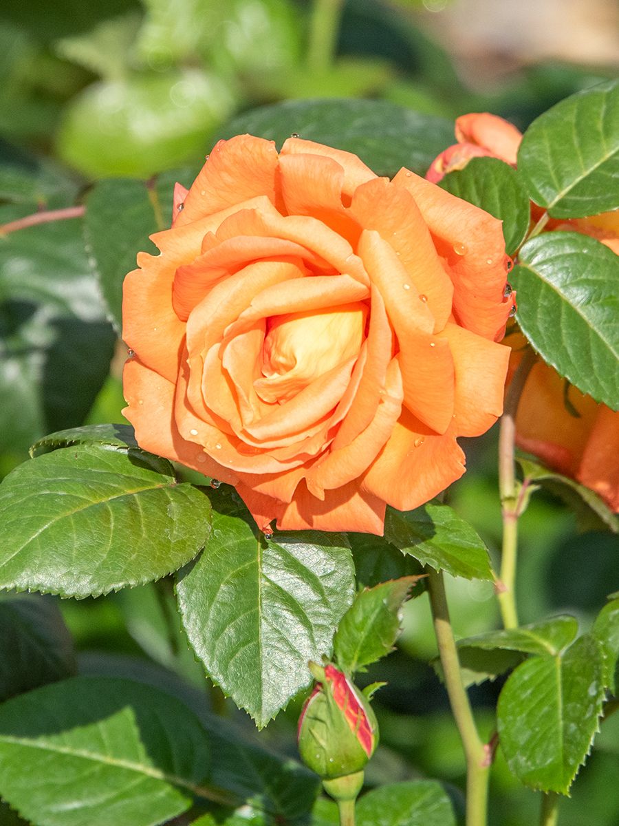 Louis de Funès® Edelrose (Teehybride), Rosa Louis de Funès® | Hauenstein AG