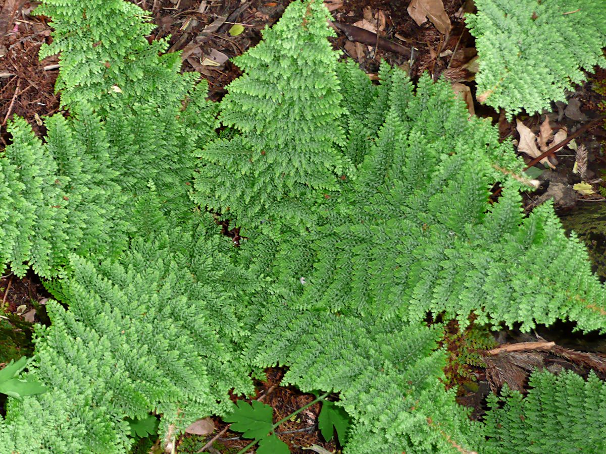 Flaumfederschildfarn Plumoso-densum