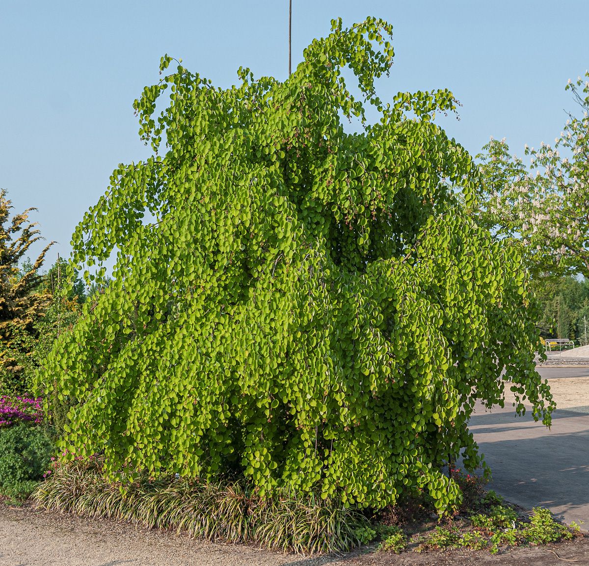 Hängekuchenbaum Pendulum