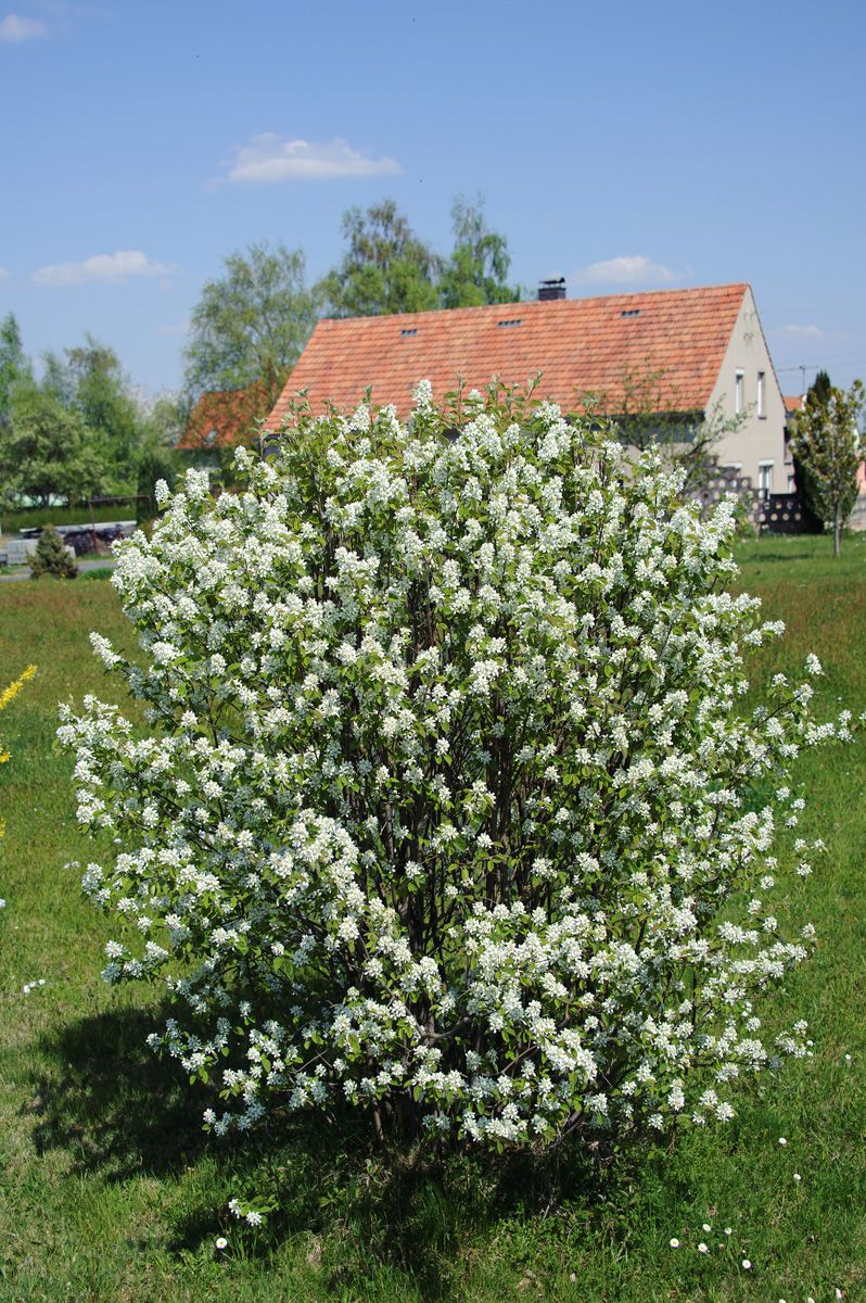 Gemeine Felsenbirne