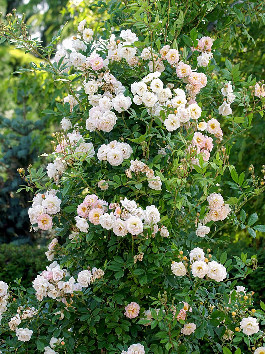 Ghislaine de Féligonde Strauchrose/Historische Rose (anspruchslos)