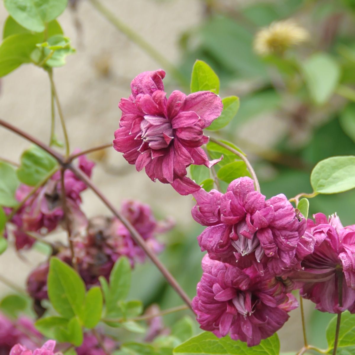 Waldrebe Purpurea Plena Elegans