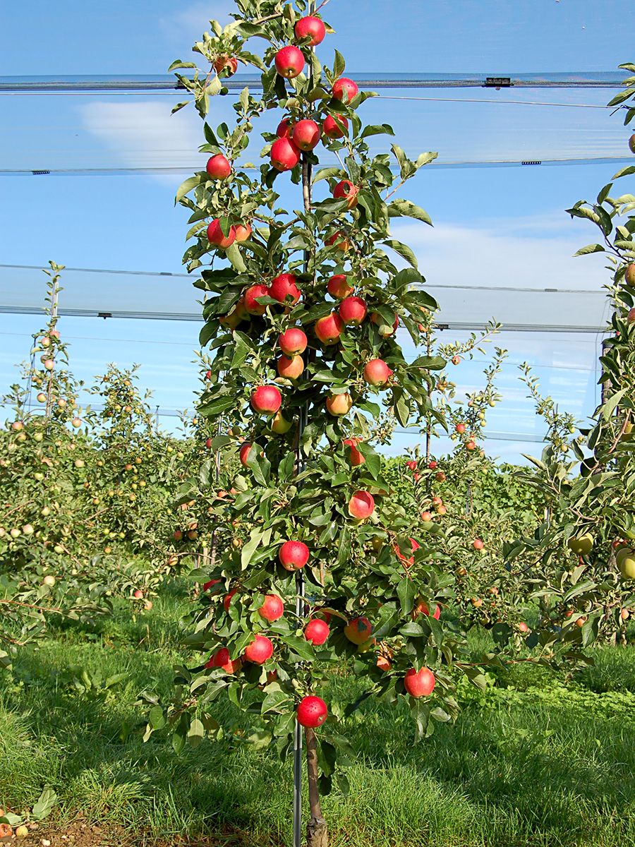 Karneval(S) Apfel