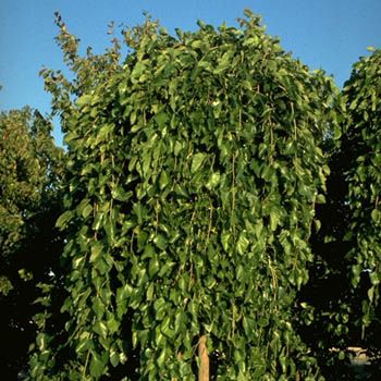 Hängemaulbeerbaum Pendula