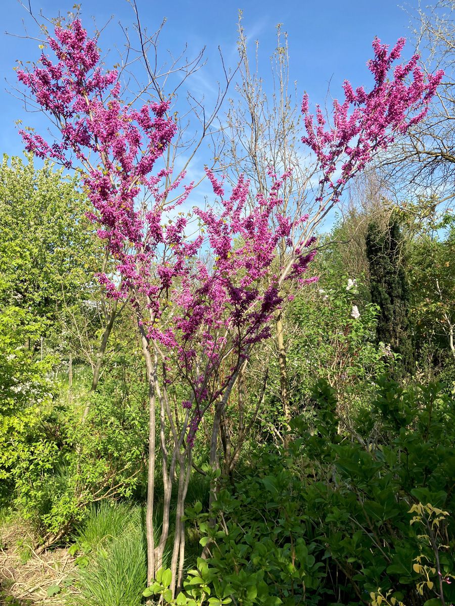 Chinesischer Judasbaum Avondale