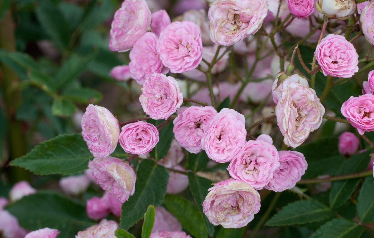 Heavenly Pink Strauchrose