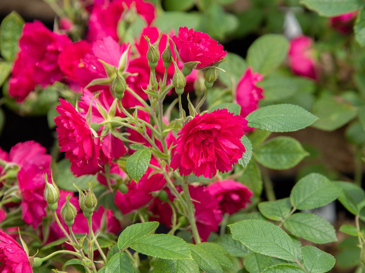 F. J. Grootendorst Strauchrose (Nelkenrose)