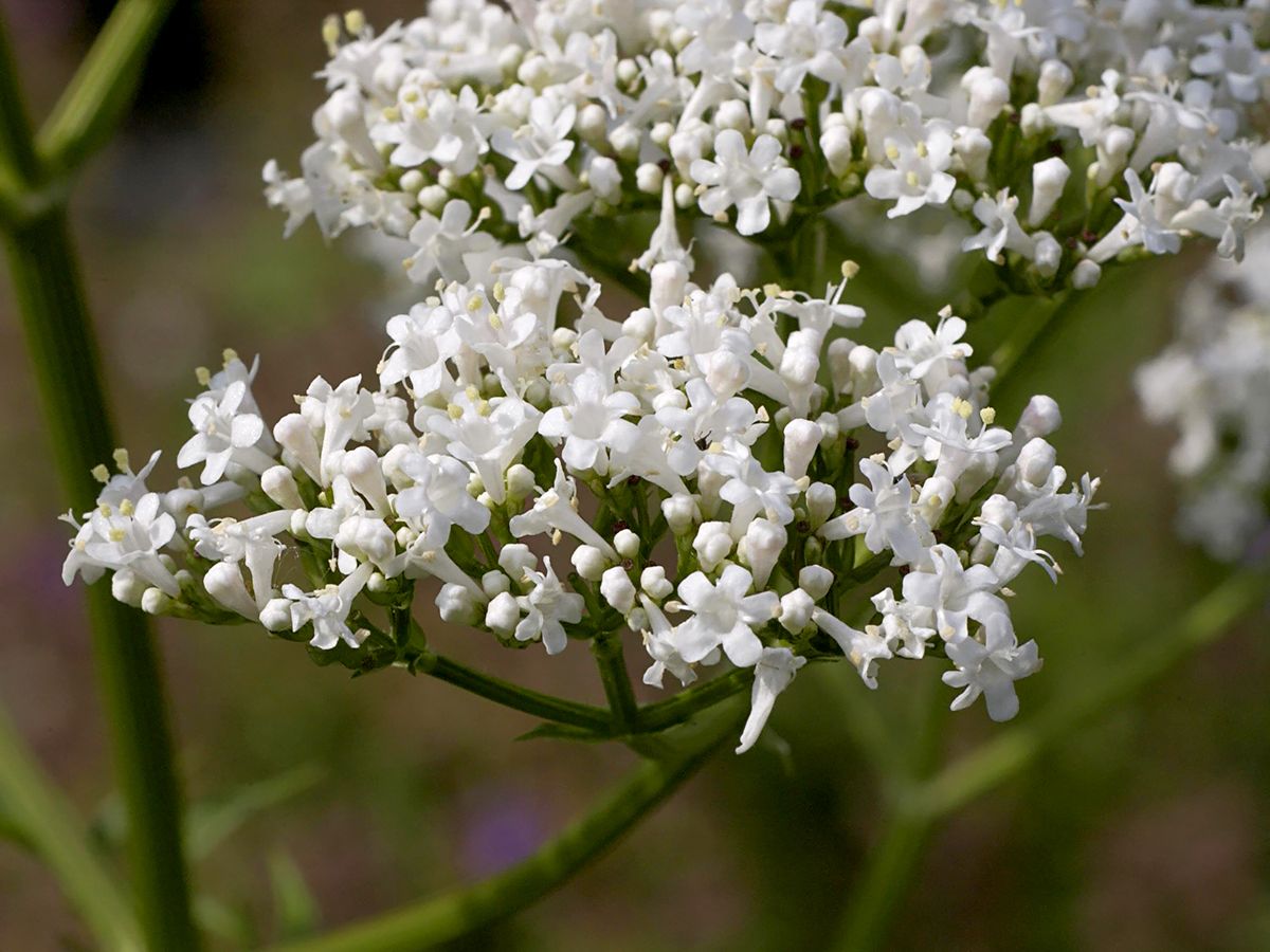 Baldrian, Valeriana Officinalis | Hauenstein AG