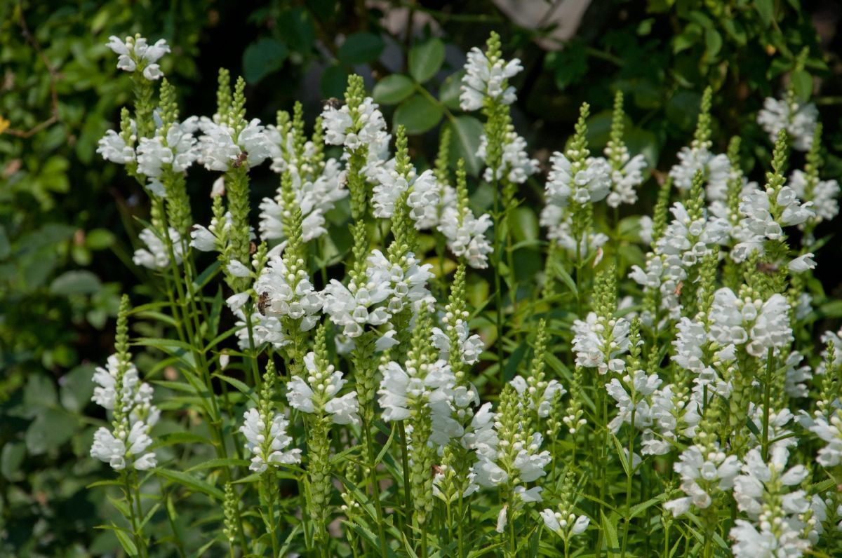 Gelenkblume, Etagenerika Summer Snow