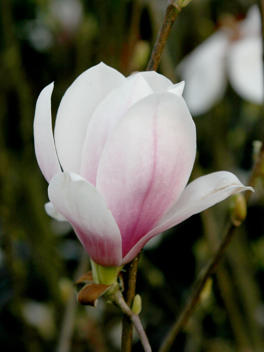 Tulpenmagnolie