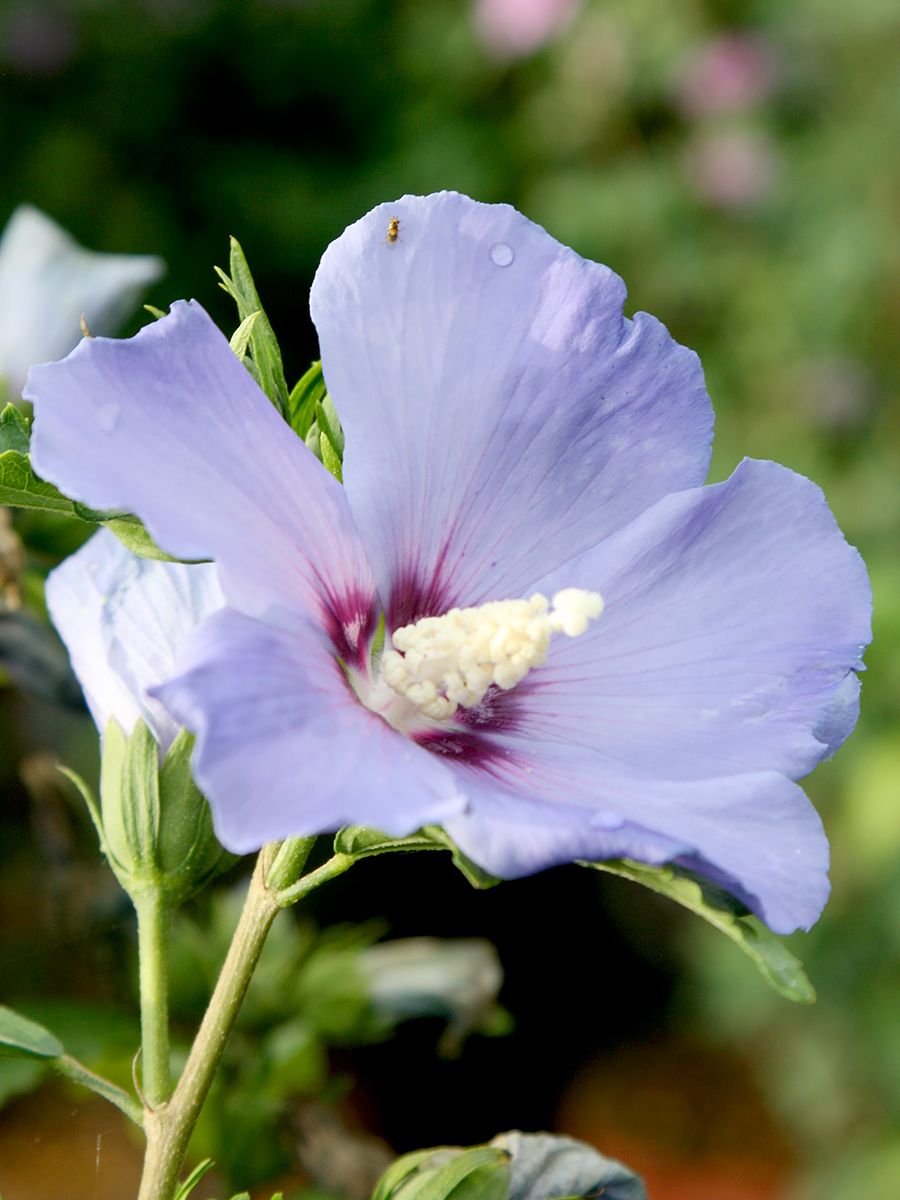 Hibiskus Oiseau Bleu