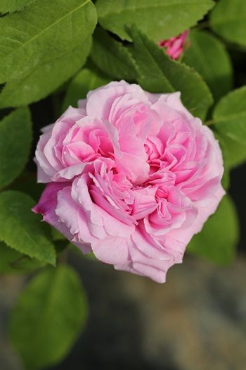 Jacques Cartier Strauchrose/Historische Rose (anspruchslos, sehr starker Duft)