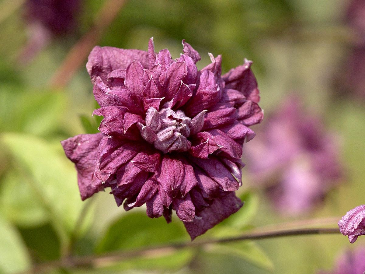 Waldrebe Purpurea Plena Elegans